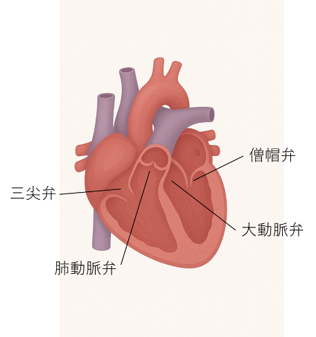 心臓　弁の図